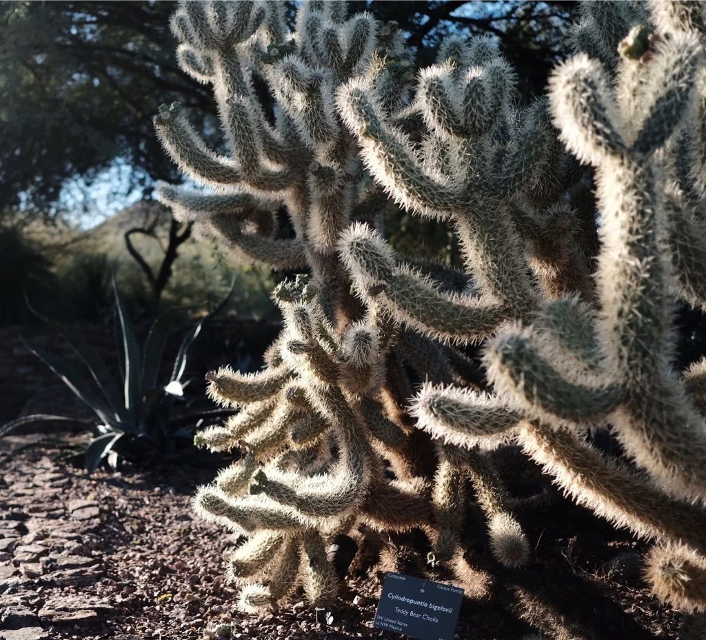 Desert Botanical Gardens, Phoenix Arizona