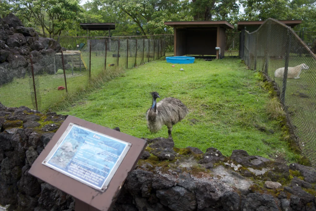 Emu at Panaewa Rainforest Zoo and Gardens, Hilo Hawaii