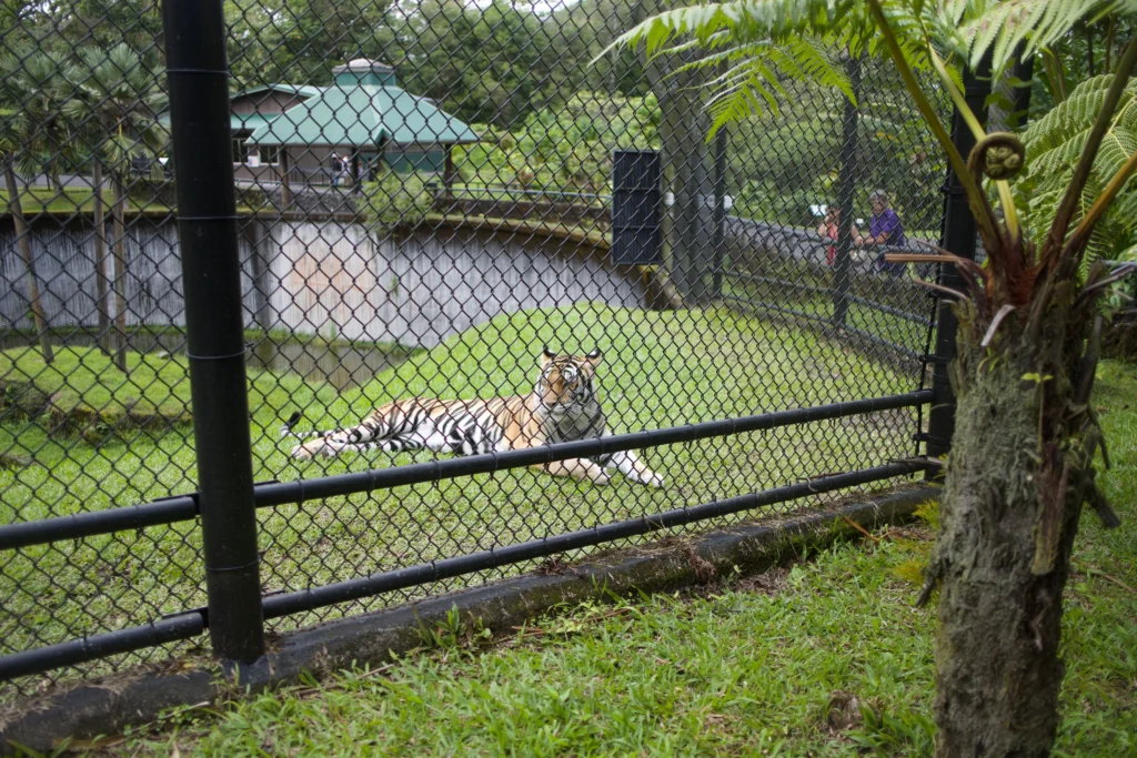 Tiger laying at Panaewa Rainforest Zoo and Gardens, Hilo Hawaii