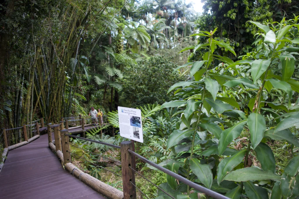 Hawai‘i Tropical Botanical Garden, Big Island Hawaii