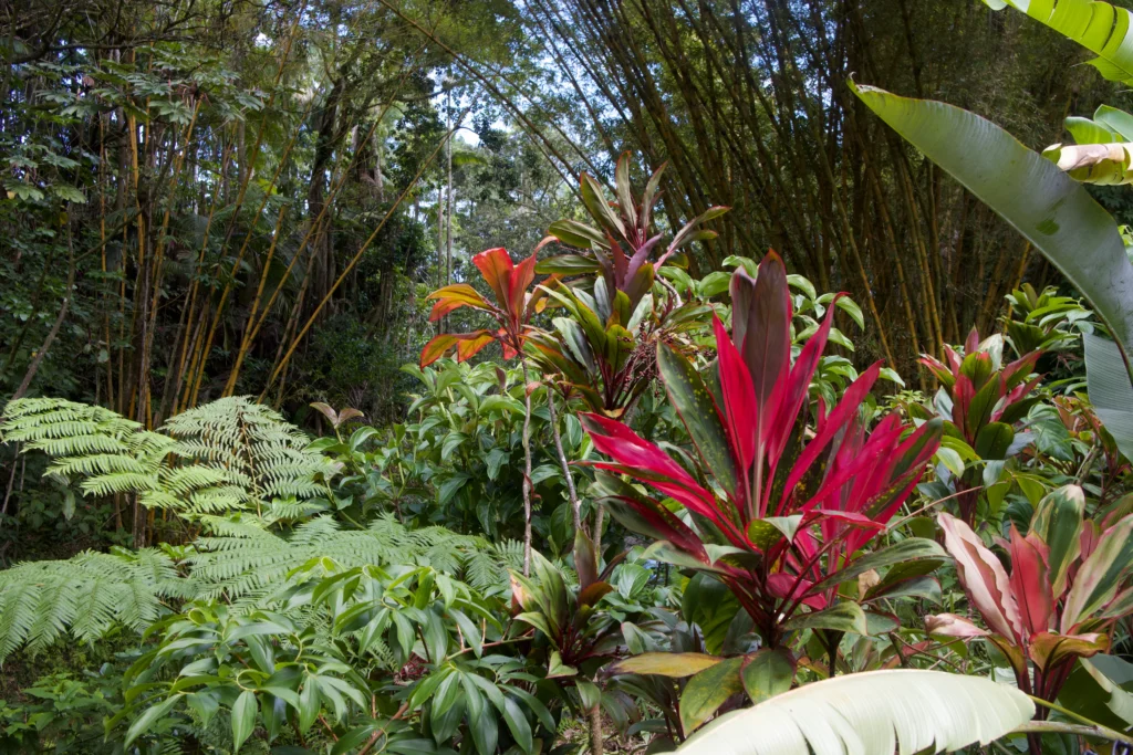 Hawai‘i Tropical Botanical Garden