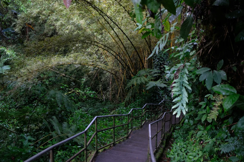 Bridge through the rainforest at Akaka Falls State Park