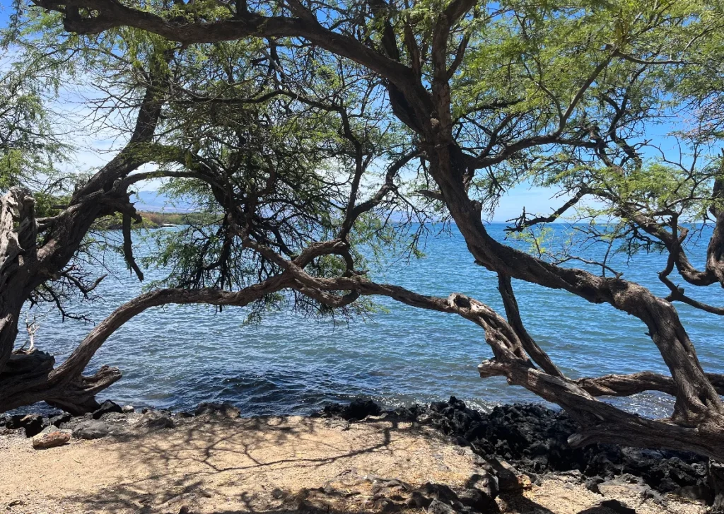 Trees at Spencer Beach Park, Waimea Hawaii