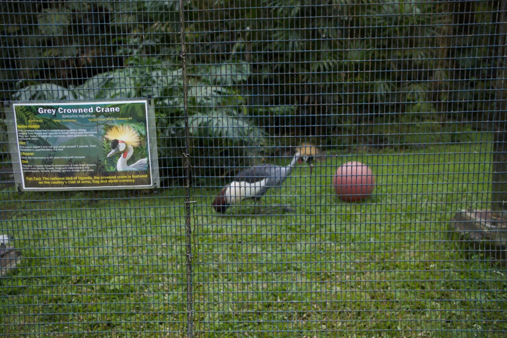 Crane playing with ball at Hilo zoo