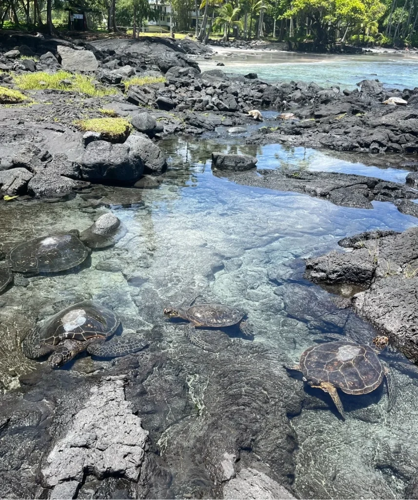 Turtles at Shipman's Beach