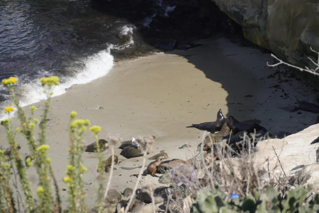 Seals at La Jolla cove