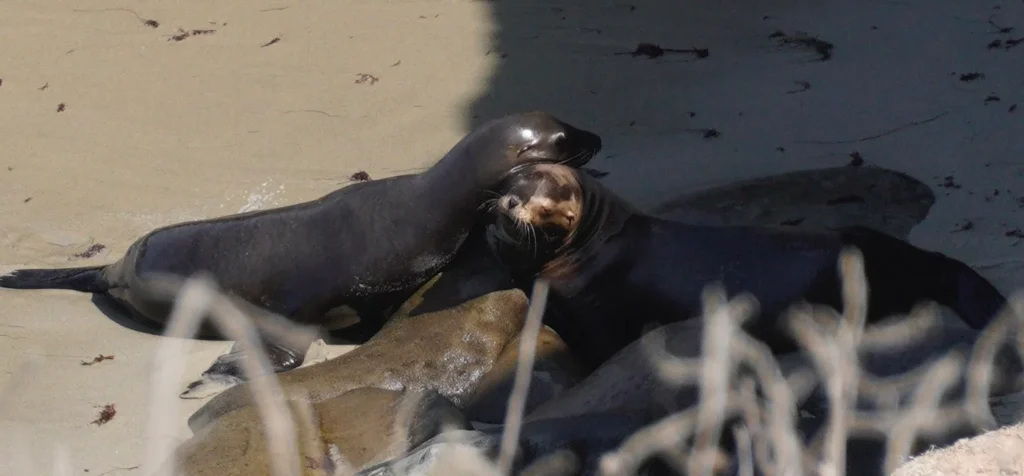 Seals at La Jolla cove