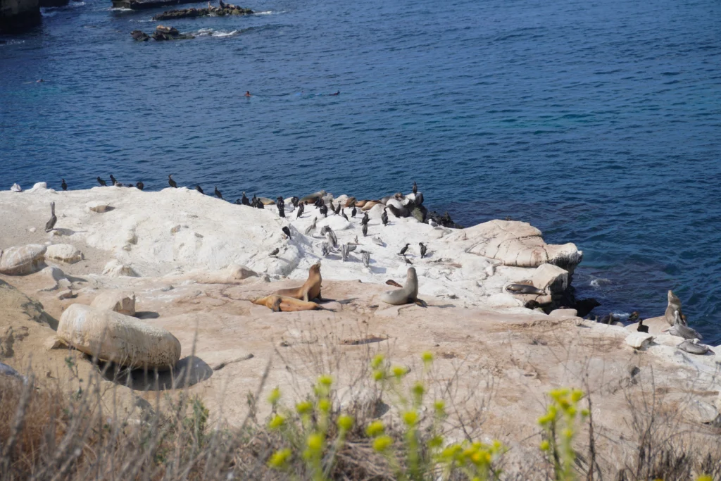 Seals at La Jolla cove