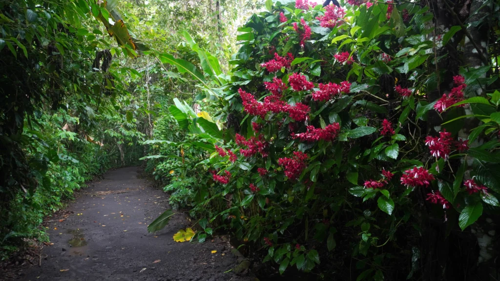 Bogarin Trail, La Fortuna