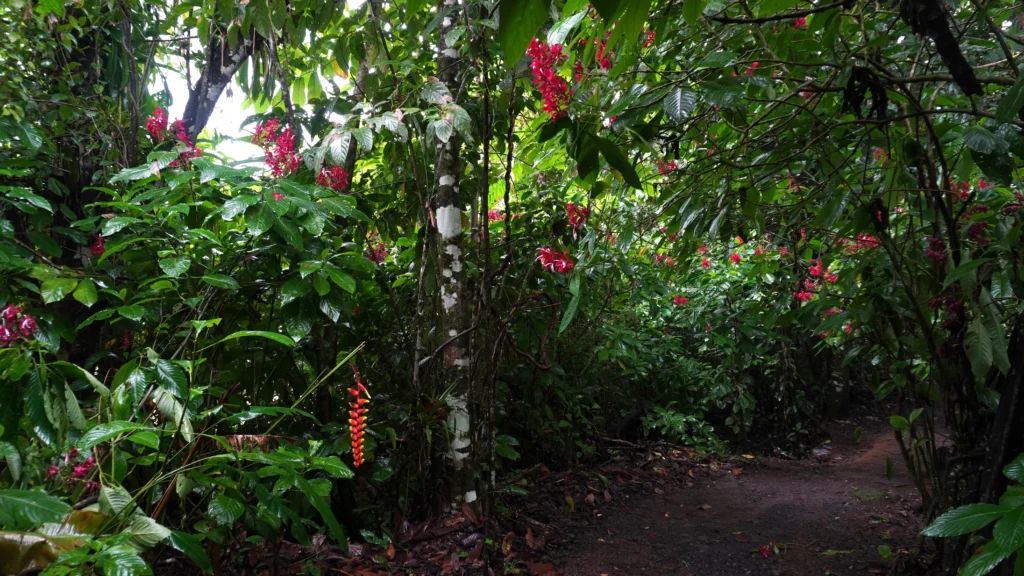 Bogarin Trail, La Fortuna