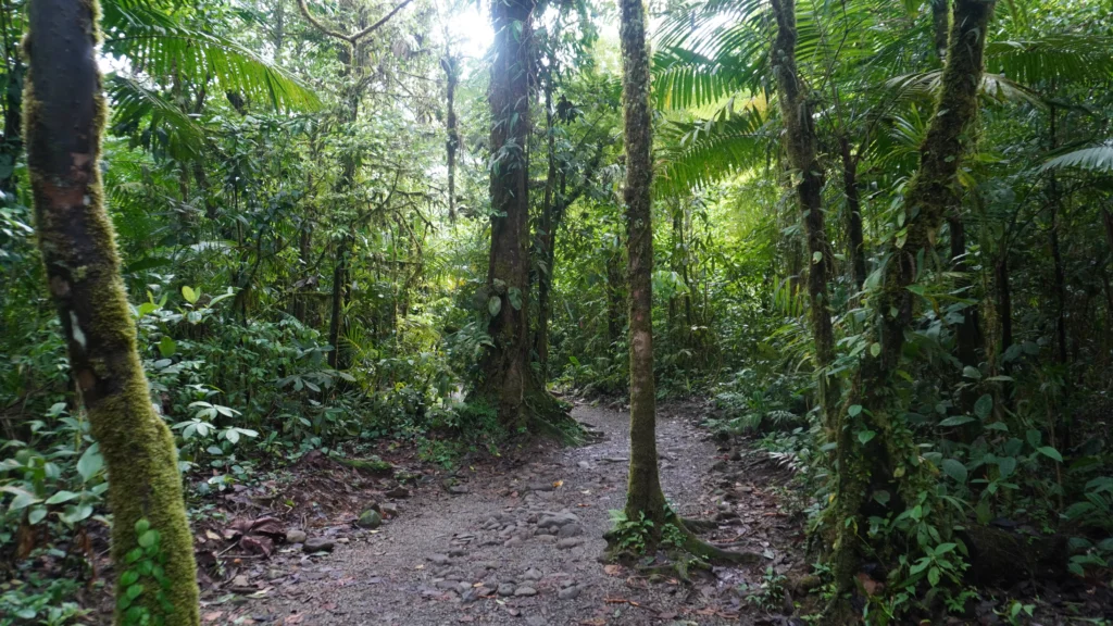 Mysteries of Tenorio Trail, Tenorio Volcano National Park