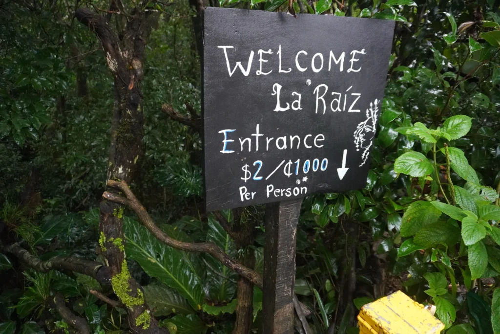 Ficus La Raiz, Monteverde