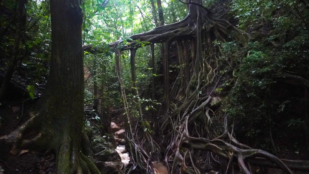 Ficus La Raiz, Monteverde