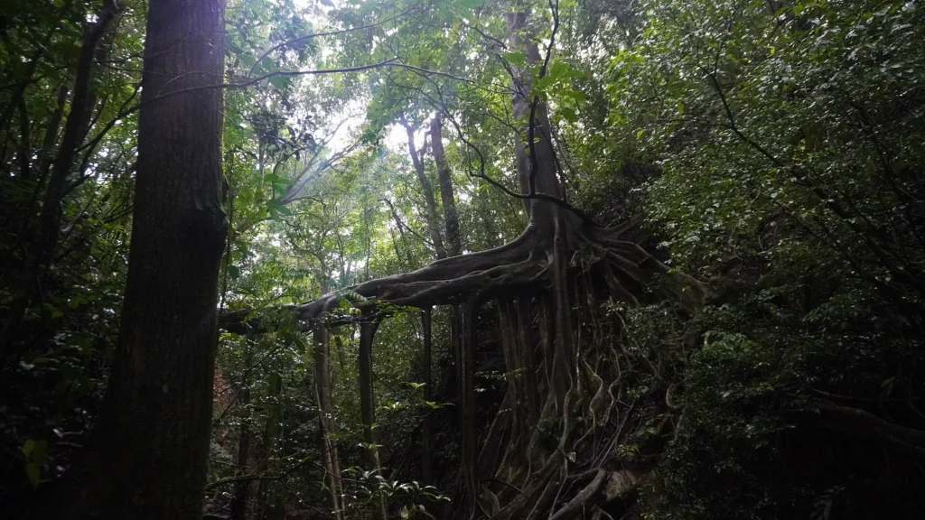 Ficus La Raiz, Monteverde