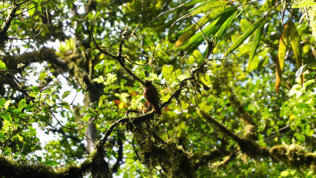 Turdus grayi in Monteverde Costa Rica