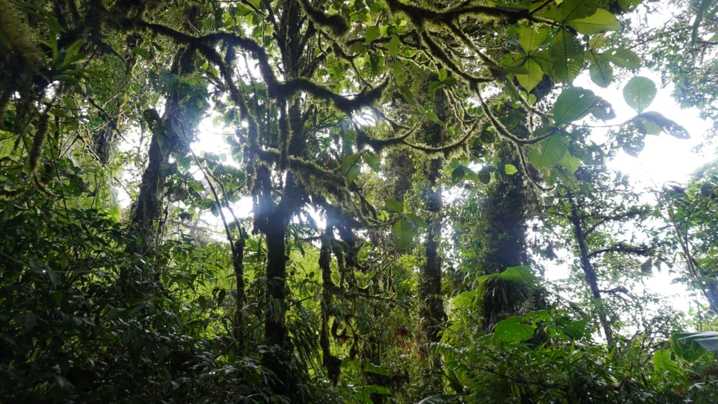 La Reserva Bosque Nuboso Santa Elena