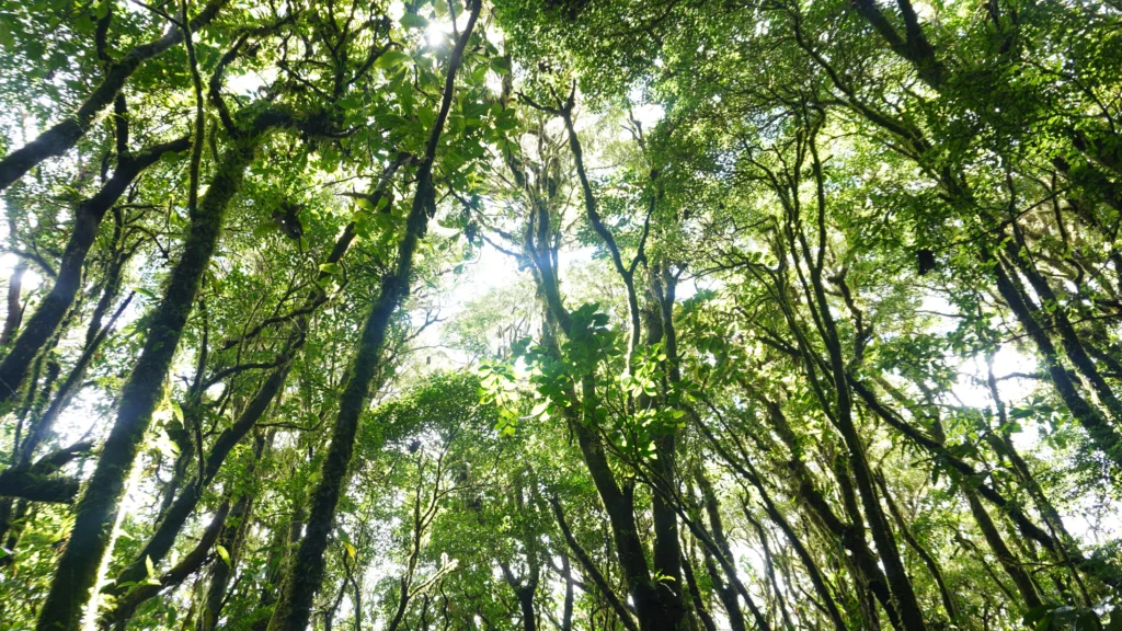 La Reserva Bosque Nuboso Santa Elena