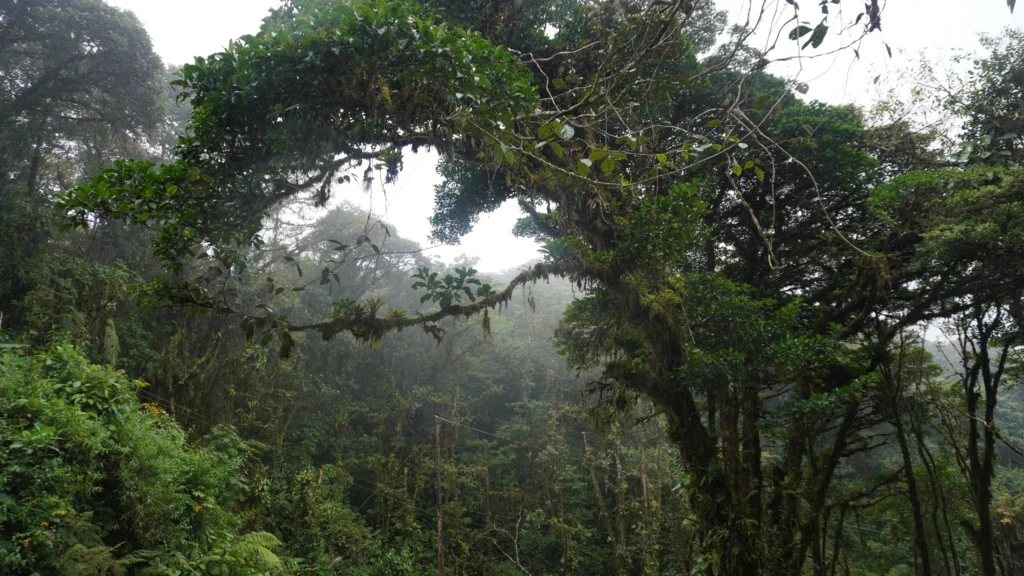 Monteverde Cloud Forest