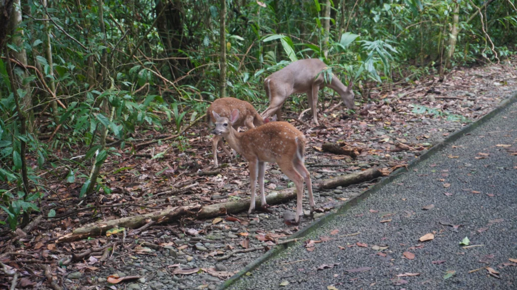 Deer at Manuel Antonio National Park