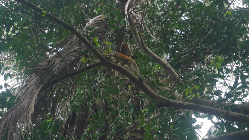 Manuel Antonio National Park