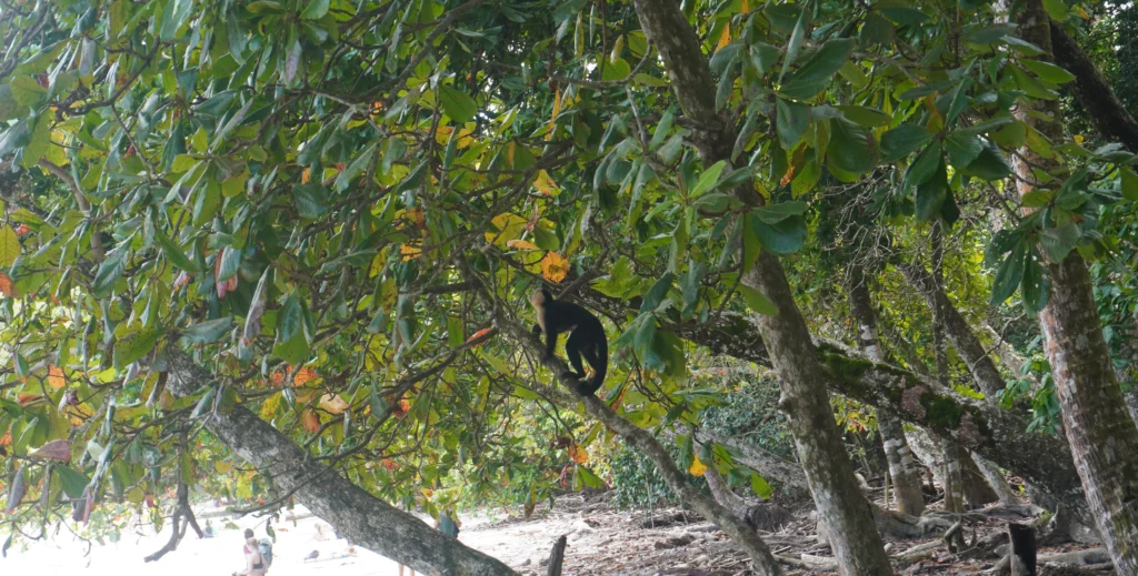 Monkey in tree at Manuel Antonio Beach