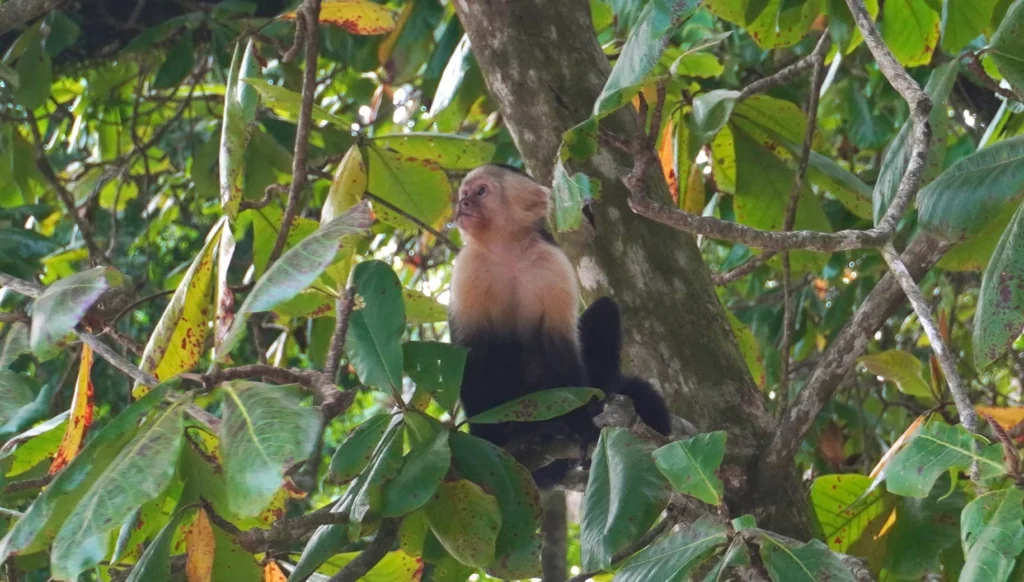 Capuchin monkey in tree at Manuel Antonio Beach