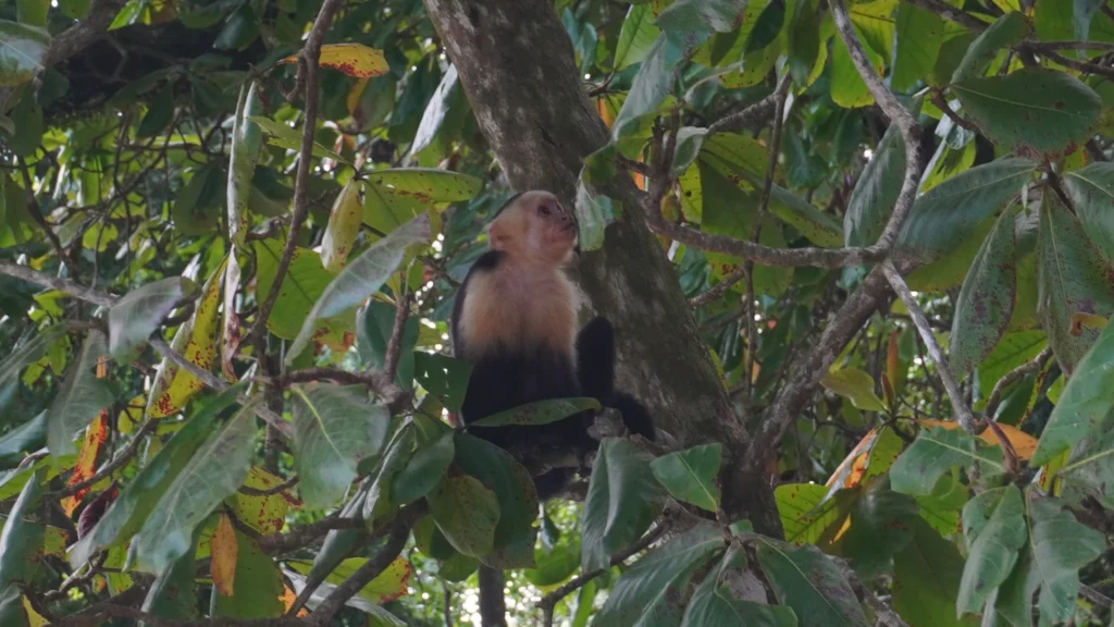 Monkey seen from Manuel Antonio Beach