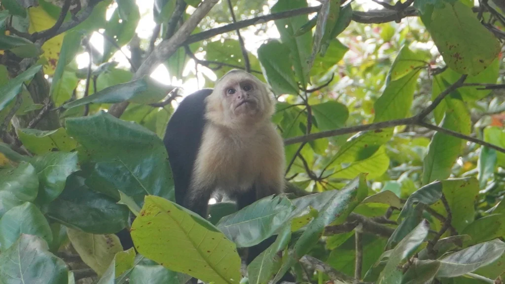 Capuchin monkey in tree at Manuel Antonio Beach