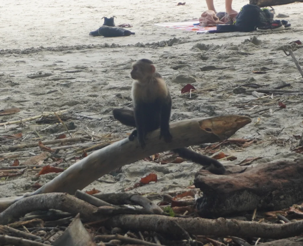 Monkey sitting on branch at Manuel Antonio Beach