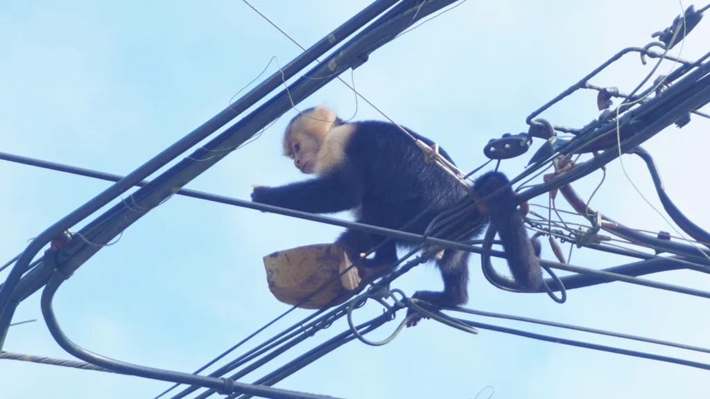 Monkey in tree by entrance to Manuel Antonio National Park