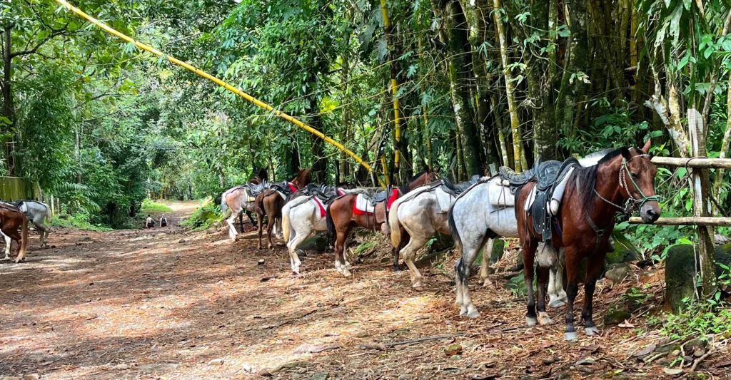 Horses at Nauyaca waterfall