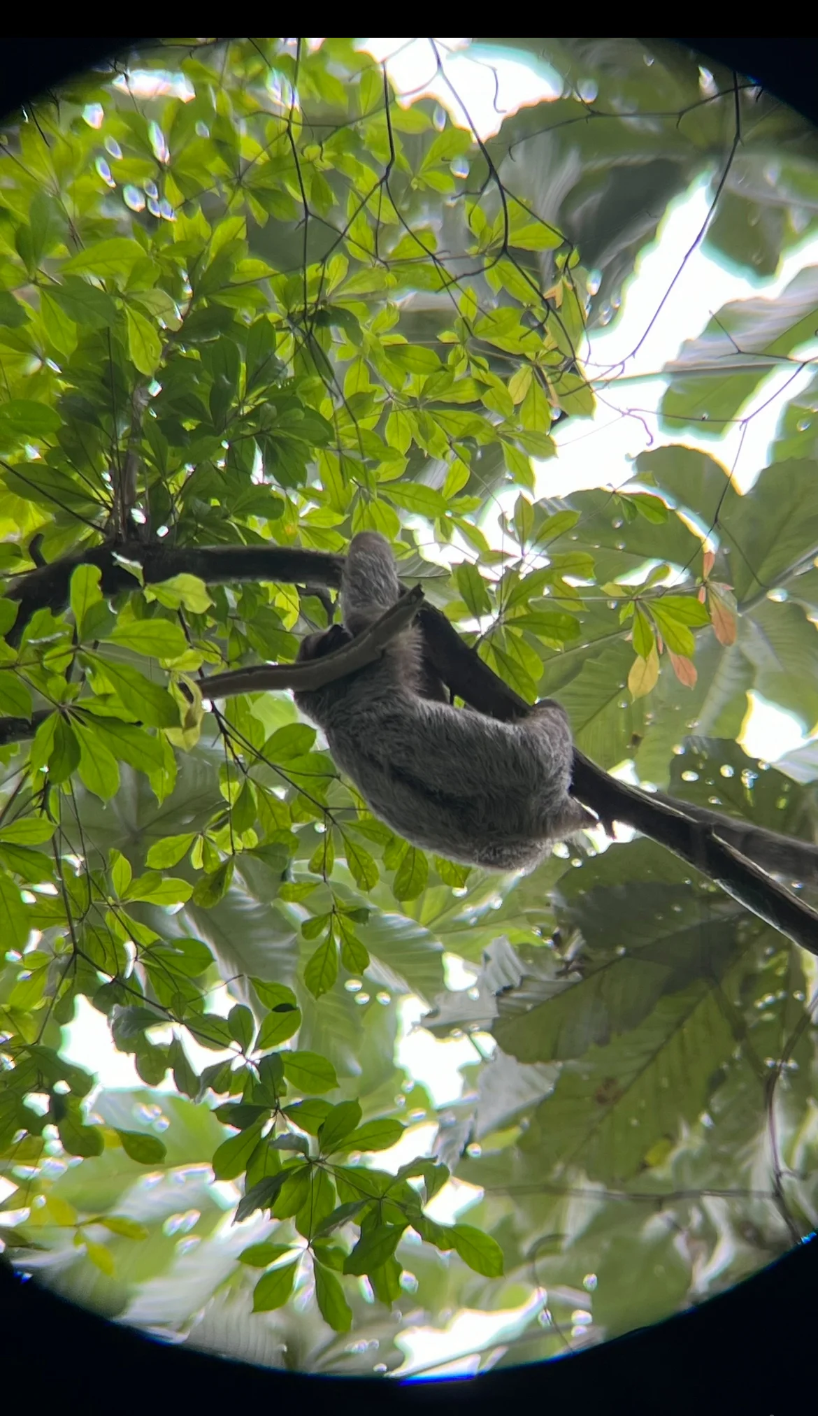 Sloth Watching Trail, La Fortuna