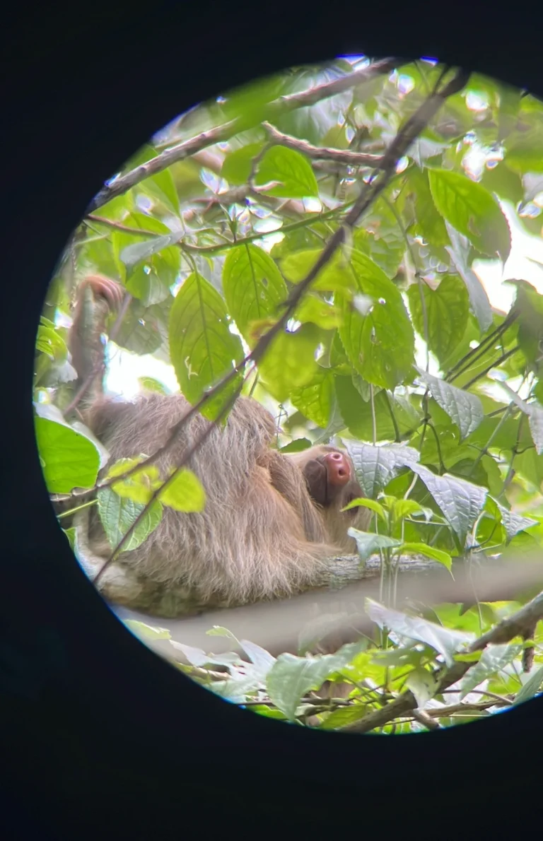 Sloth Watching Trail, La Fortuna