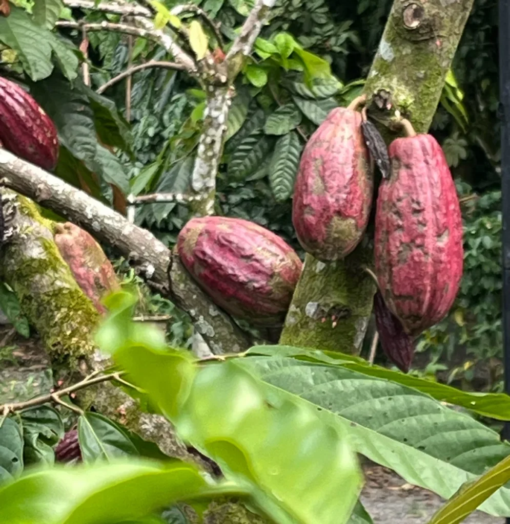 Coffee tour, La Fortuna