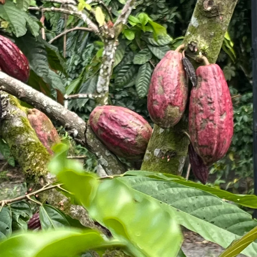 Coffee tour, La Fortuna