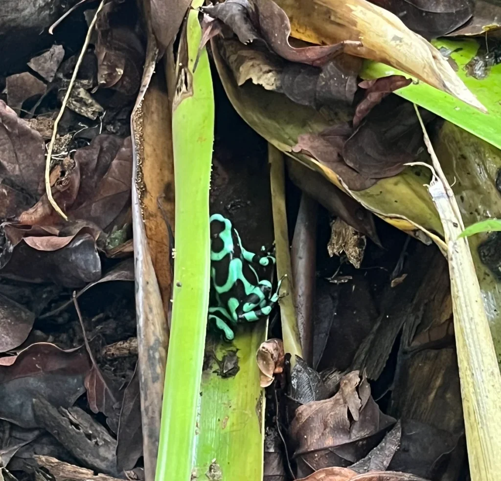 Green and black poisonous dart frog, Costa Rican