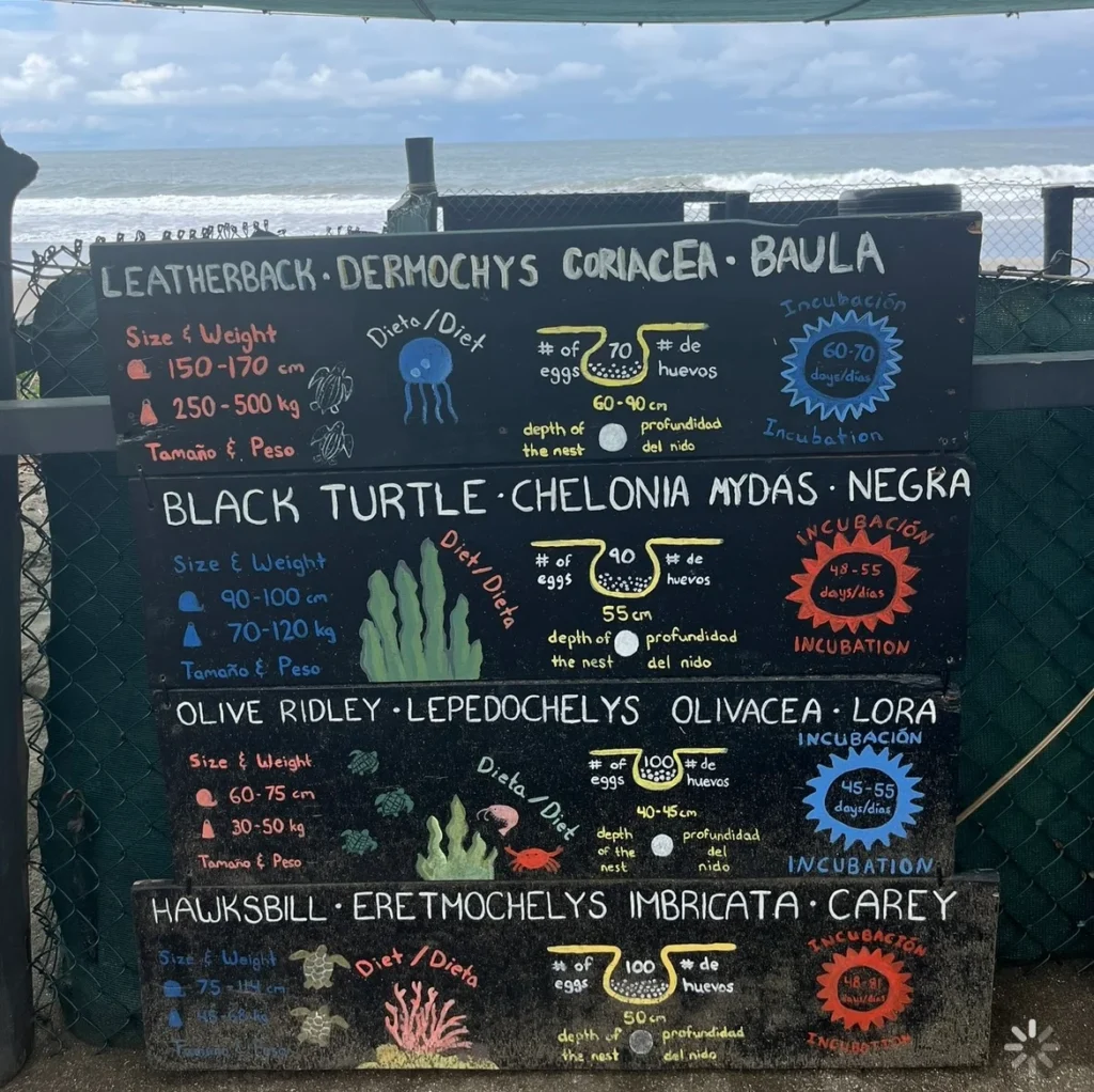 Verdiazul Turtle Hatchery