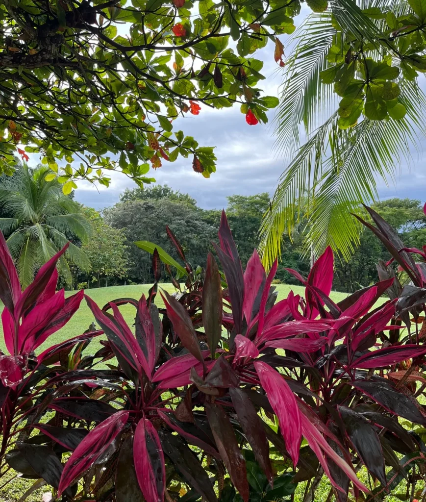 Guacamaya Lodge, Junquillal