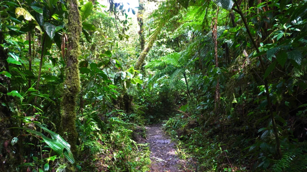 Santa Elena Cloud Forest Reserve, Monteverde