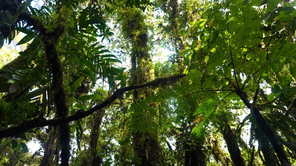 Santa Elena Cloud Forest Reserve, Monteverde Costa Rica