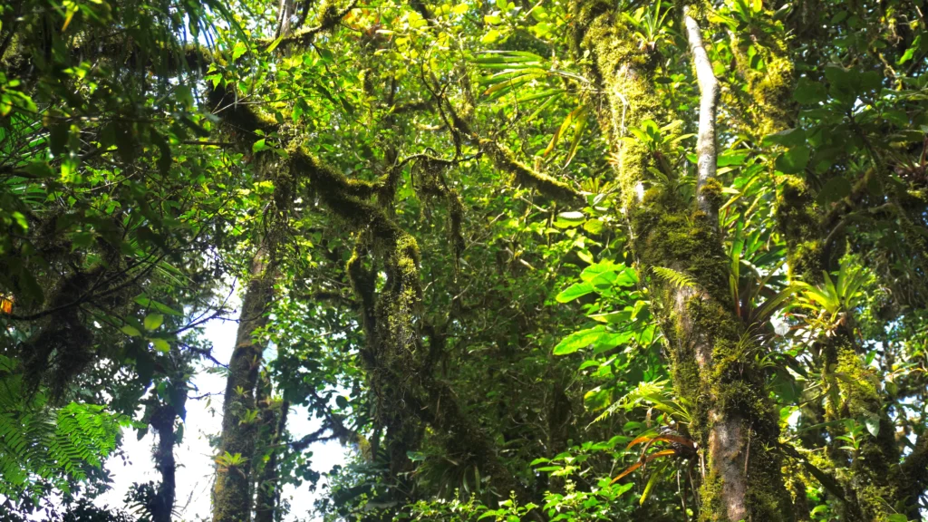 Santa Elena Cloud Forest Reserve, Monteverde