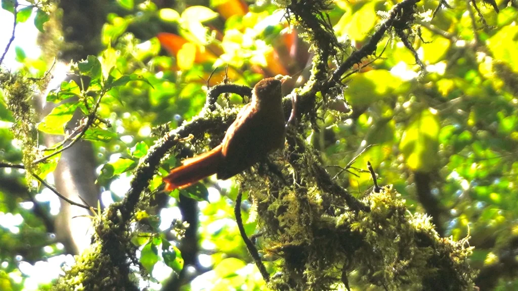 Santa Elena Cloud Forest Reserve, Monteverde