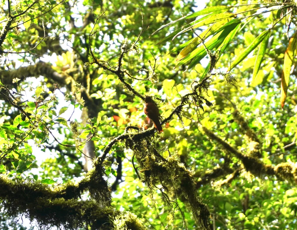 Santa Elena Cloud Forest Reserve, Monteverde