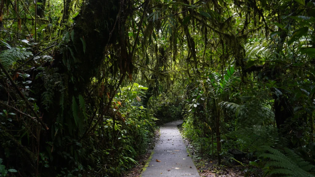 Santa Elena Cloud Forest Reserve, Monteverde