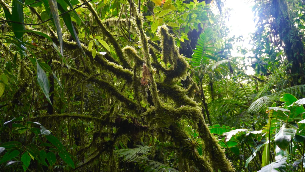 Santa Elena Cloud Forest Reserve, Monteverde