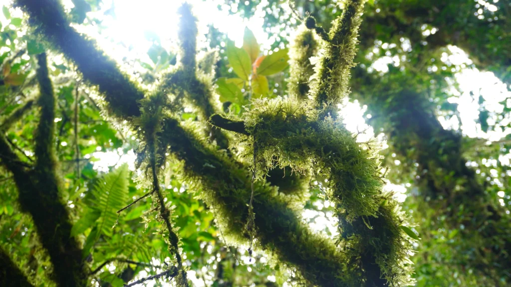 Santa Elena Cloud Forest Reserve, Monteverde