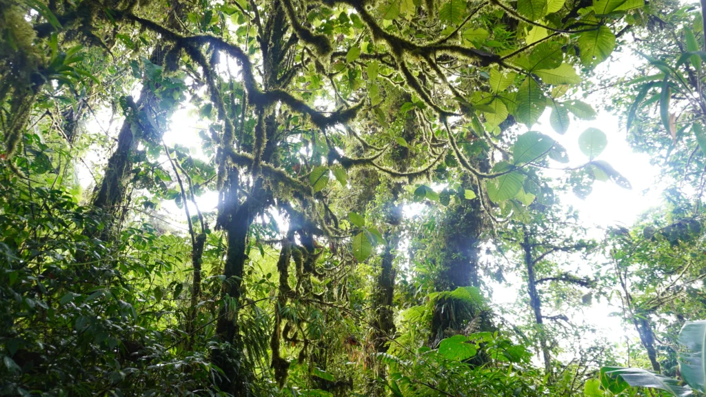 Santa Elena Cloud Forest Reserve, Monteverde