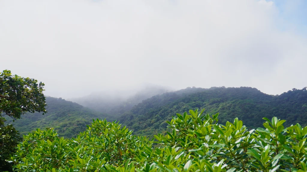 Santa Elena Cloud Forest Reserve, Monteverde