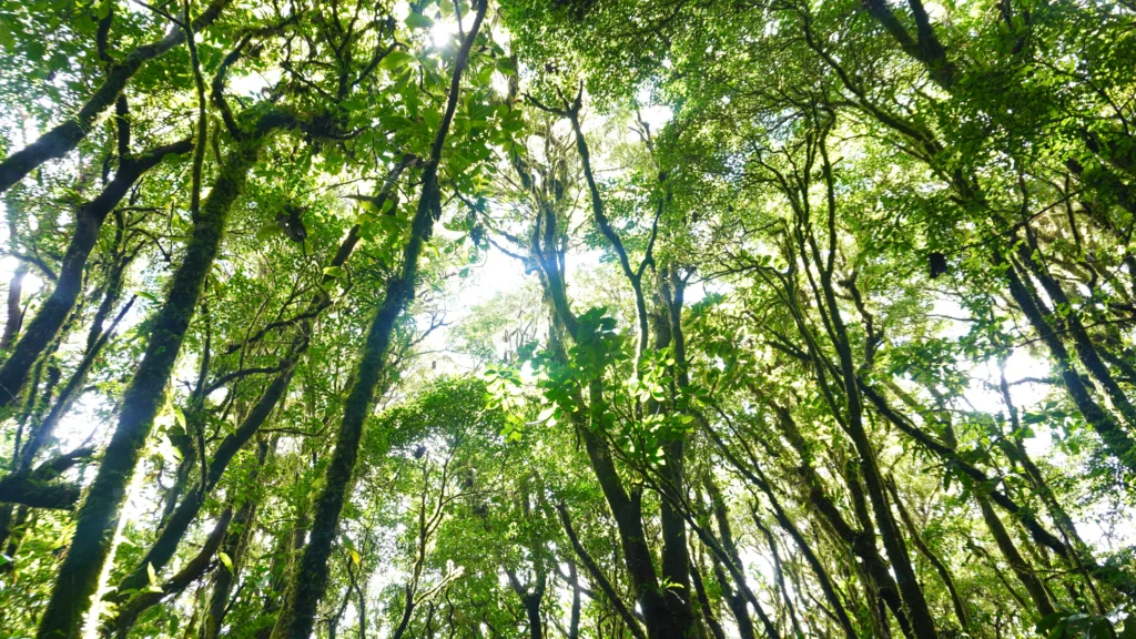 Santa Elena Cloud Forest Reserve, Monteverde