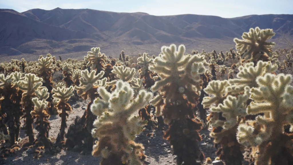 Cholla Cactus Garden, Joshua Tree National Park